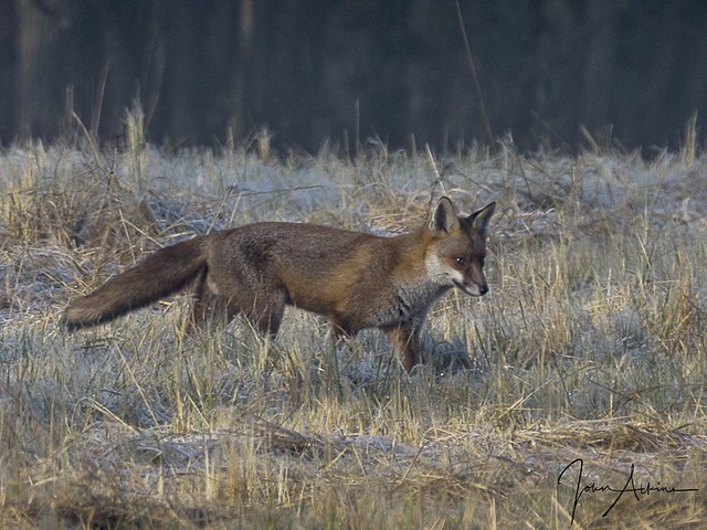 Red fox at Nene Park 24/01/17