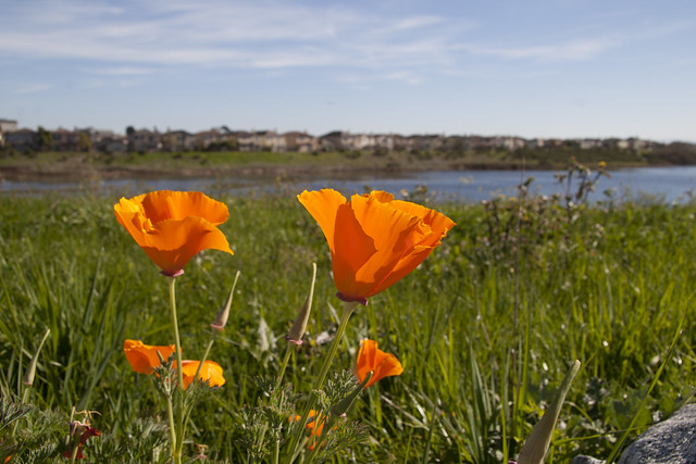 Poppies on the Slough - Taken with a Canon 20D