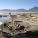 Bolivia - Salar De Uyuni