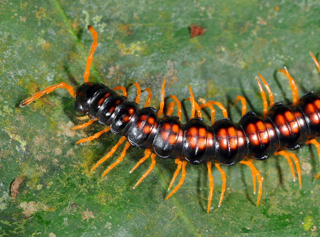 Colourful and swift millipede