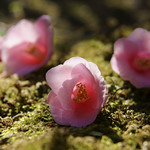 Camellia rosaeflora Hooker 3