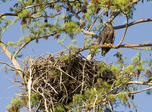 Juvenile Bald Eagle | Taken a wetland mitigation site next t… | Flickr