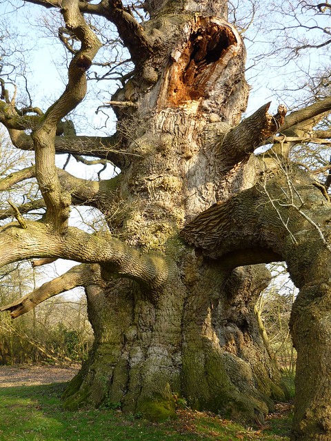 The 'His Majesty' Fredville Oak. One of the largest oak trees in the UK.