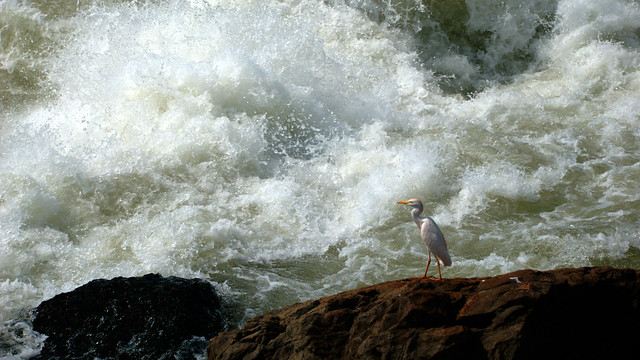 Bird at the Bujagali Falls