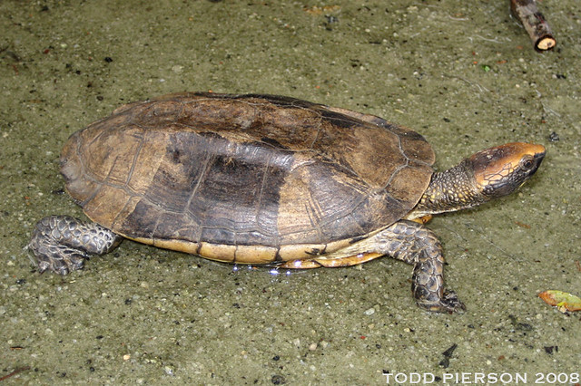 Platemys platycephala: Twist-necked Turtle