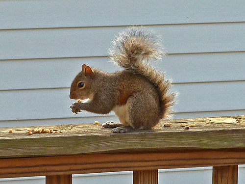 Squirrel eating walnuts | by DiscipleDewd