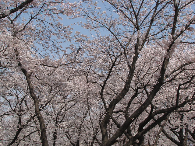 Cherry Blossom Festival-Daejeon-South Korea