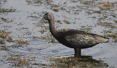 Glossy Ibis, Viera Wetlands, Melbourne, FL