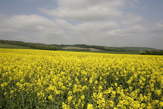 THE YELLOW WEALD