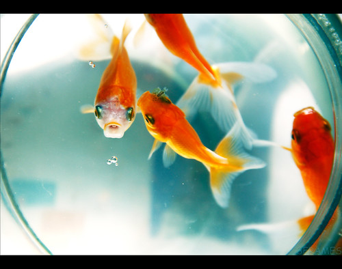 OO's | by VigneshKrishnan