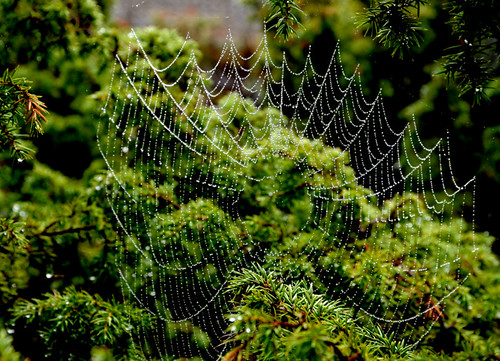 web dew spidersweb spindelvev