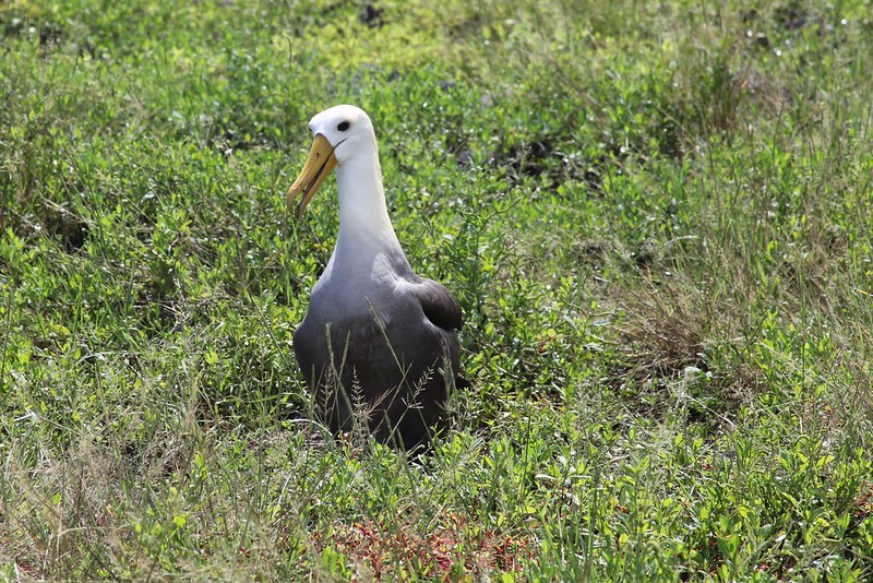 Galapagos Albatross (Phoebastria irrorata), Española