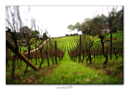 green vineyard winery tiltshift odt 5minutesfromhome wishiwasanotter