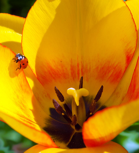 ladybird | Jacky Jordan | Flickr