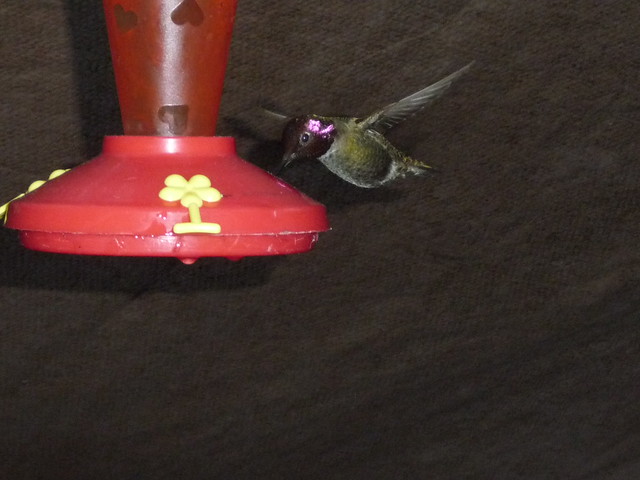 hummingbird 4 10 11