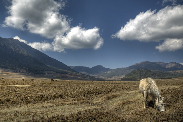 Horse, Gangtey valley, Bhutan