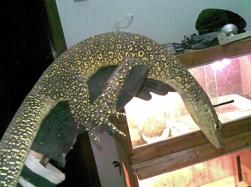 Varanus cf. cerambonensis | by repchen