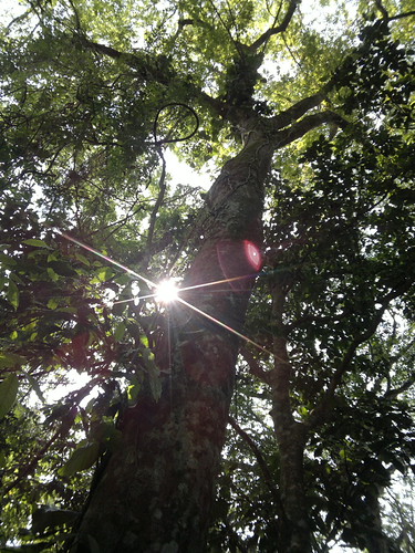 Rainforest Flares by my Nokia N8 ♥ #Nanciyaga #catemaco by Cristian VeVa, <a href="http://moby.to/27os2w" rel="nofollow">moby.to/27os2w</a>light sunset camp panorama plant m