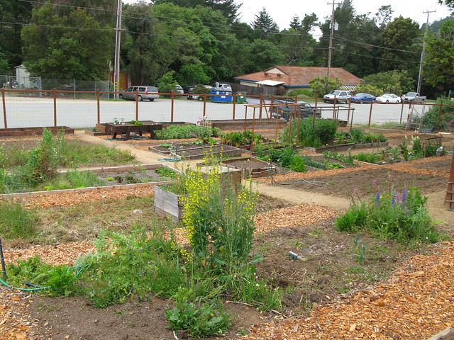 Aptos Community Garden April 25, 20111
