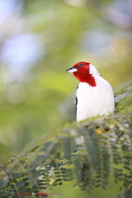 Série com o Cardeal-do-nordeste ou Galo-da-campina (Paroaria dominicana) - Series with the Red-cowled Cardinal - 23-04-2011 - IMG_1218