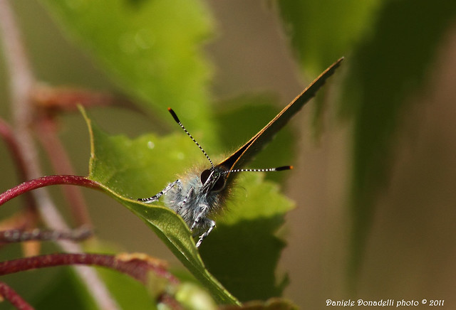 Farfalle - Callophrys rubi..