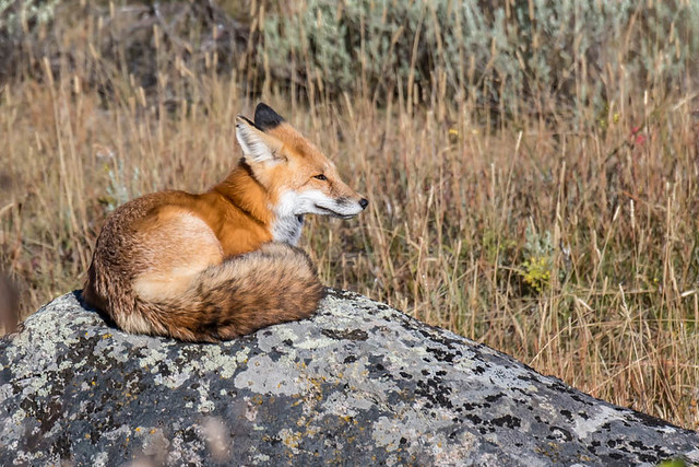 Fox on a rock