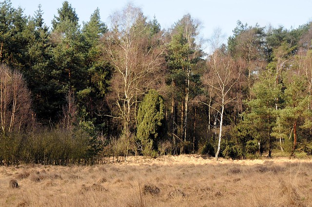 Vorfrühling Baccumer Wald  - Mickelmeer (45)