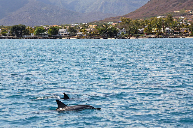 Mauritius - dolphins splashing in the sea 3
