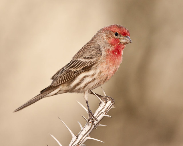 Perched House Finch