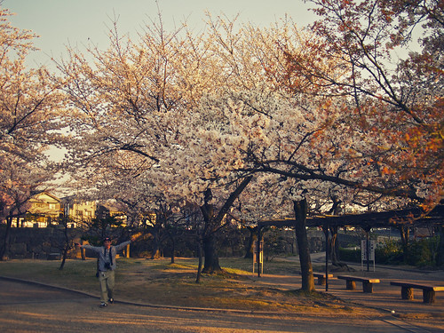 pink sunset japan pen cherry lumix blossom olympus 20mm 愛知 aichi ep1 f17 kiyosu 清須