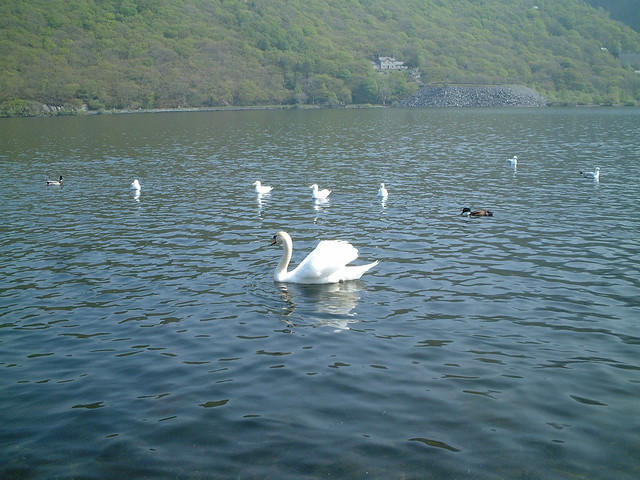 Swans on Llyn Padarn / Elyrch ar Lyn Padarn