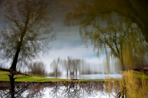 trees reflection water nikon d5000 colorphotoaward noahbw
