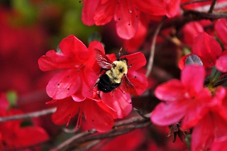 124/365: Wednesday, May 04, 2011: Bumblebee on Azalea | by Stephen Little
