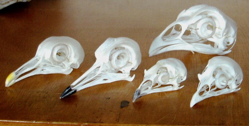 Birds Skulls | Crâne de Pigeon Ramier / Wood pigeon skull (C… | Flickr
