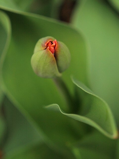 Tulip emerging