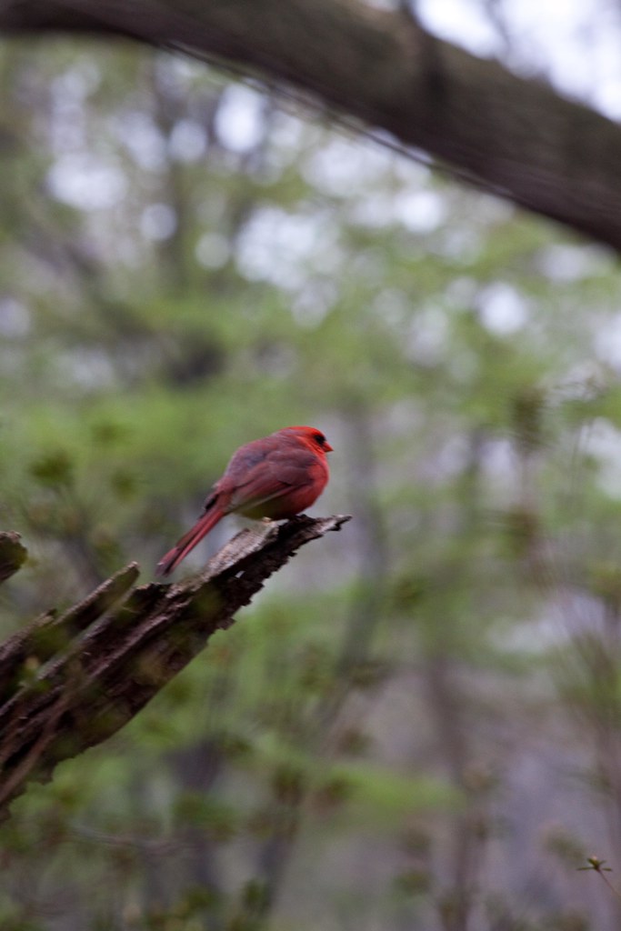 Cardinal Virtues | In the Ramble, Central Park | Dave Bledsoe | Flickr