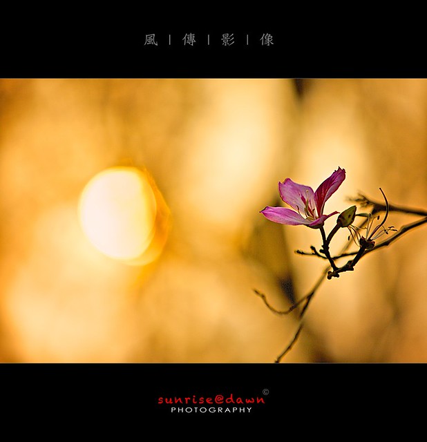 Flower @ Golden Dusk, 2011  01 (Explored)