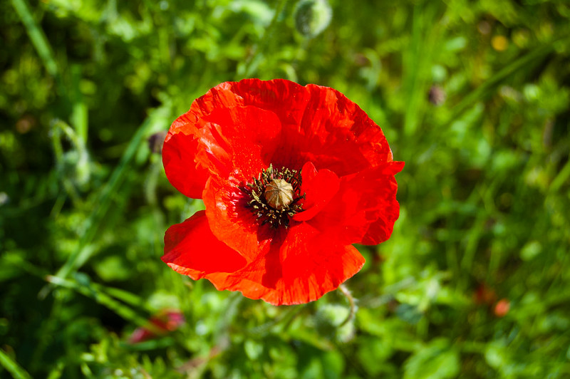 Poppy