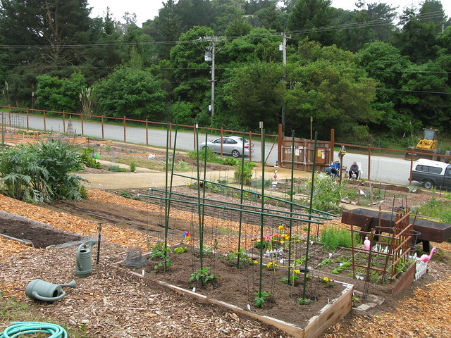 Aptos Community Garden April 25, 20111