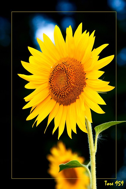 Girasole - Sunflower