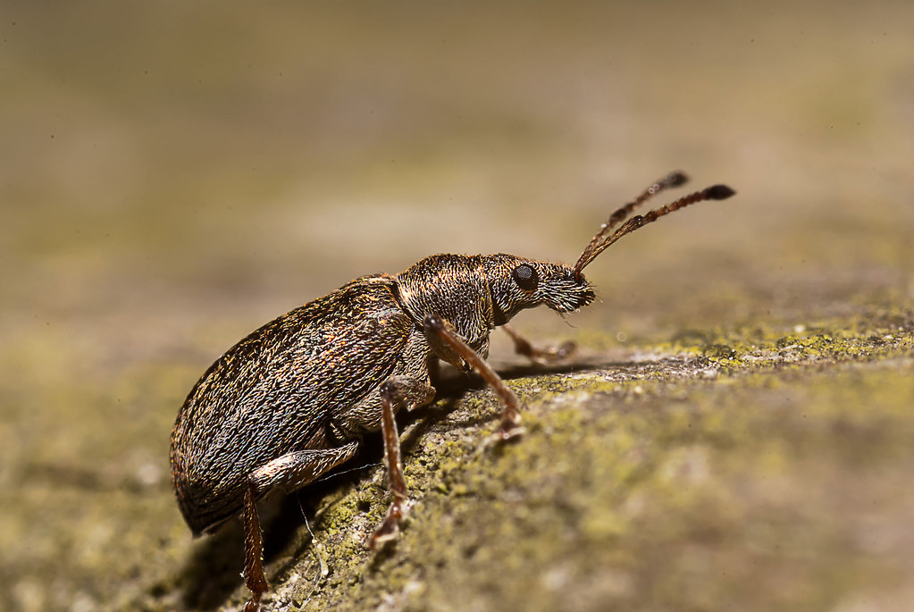 Weevil Web weevils | Flickr