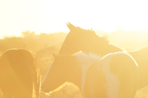 light sunset wild horses argentina atardecer caballos sony animales salvaje sonyalpha córdoba sonyslta55v ríocuarto