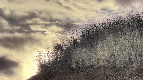 Silhouetted Sunset by philipleemiller, Sunset streaming through the brush.   HDR rendition.  Los Gatos foothills in clearing storm.nature c