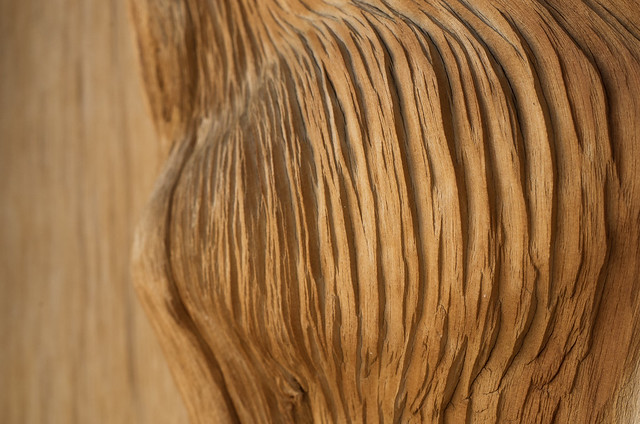 A close up of the wood of a Bristlecone Pine Tree