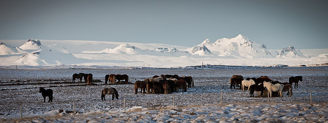 IJsland_2011-03-12_315