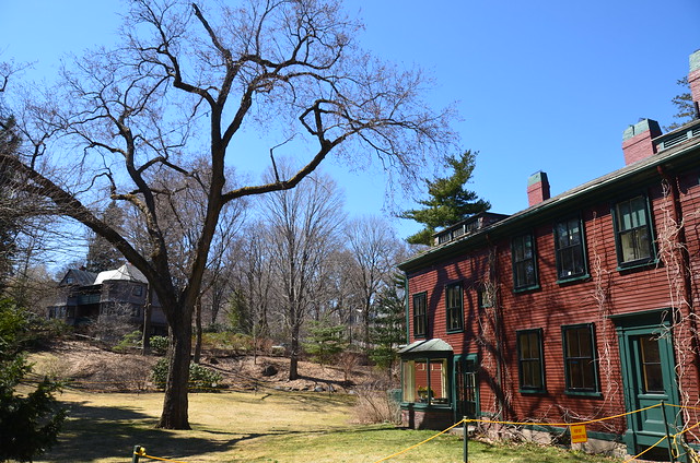 Last day for the Olmsted Elm at the Frederick Law Olmsted National Historic Site: The tree looming over the house, with KEEP OUT. HAZARDOUS TREE. sign.