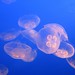 Jellyfish at BC aquarium