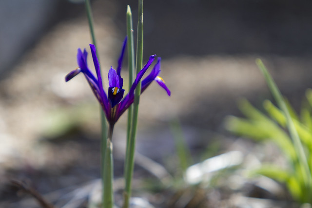 Wild Iris (April 2011)