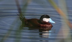 Ruddy Duck, Sweetwater Wetlands, Tucson, AZ
