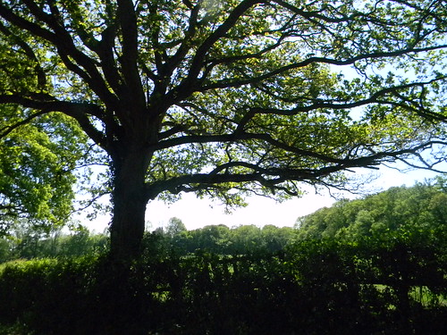 Tree over hedge Ockley to Warnham
